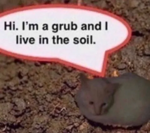 Grub Living in the Soil