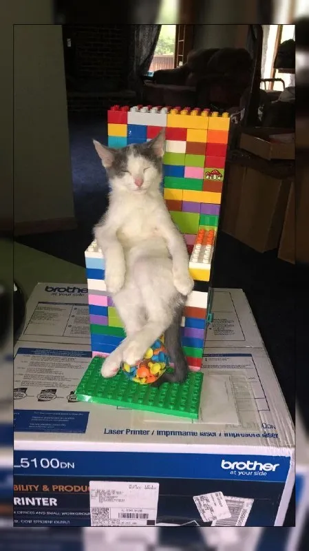 Кот на троне из кубиков