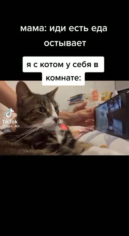Кот с которым зависаешь в комнате