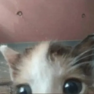 Кот с огромными глазами