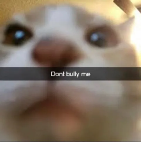 Dont bully me cat