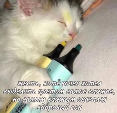 Котёнок выделил здоровый сон