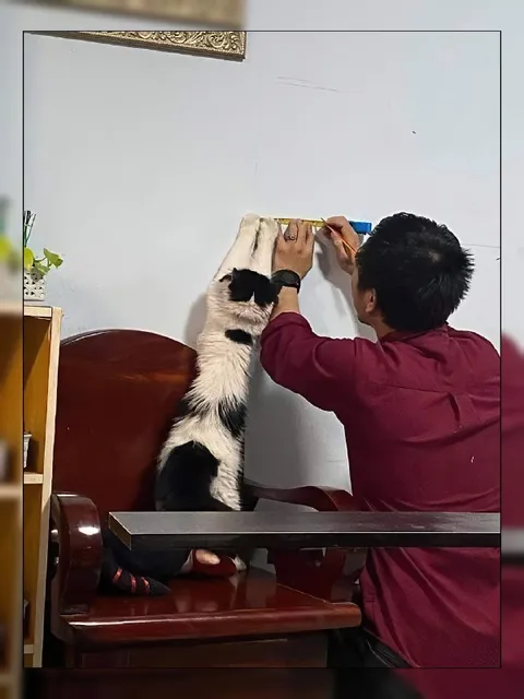 Кот помогает клеить обои