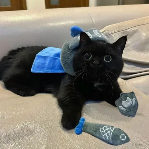Кот-ниндзя с игрушечными рыбками