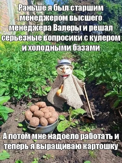 Бывший менеджер выращивает картошку