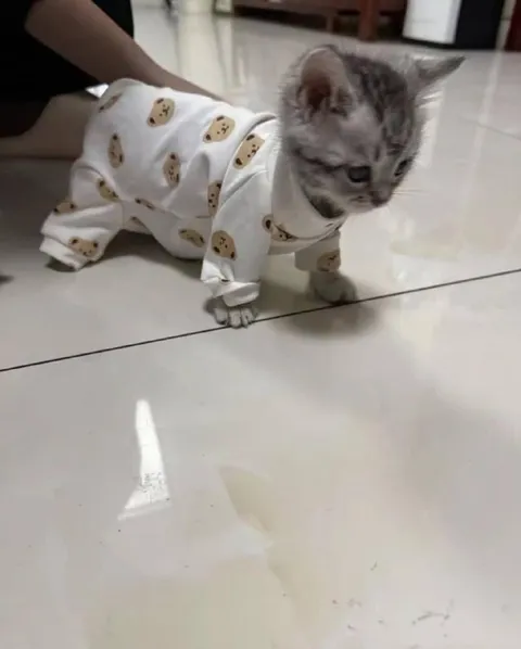 Котёнок в пижаме учится ходить