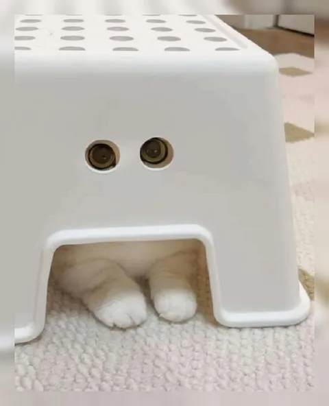 Кот прячется под табуретом
