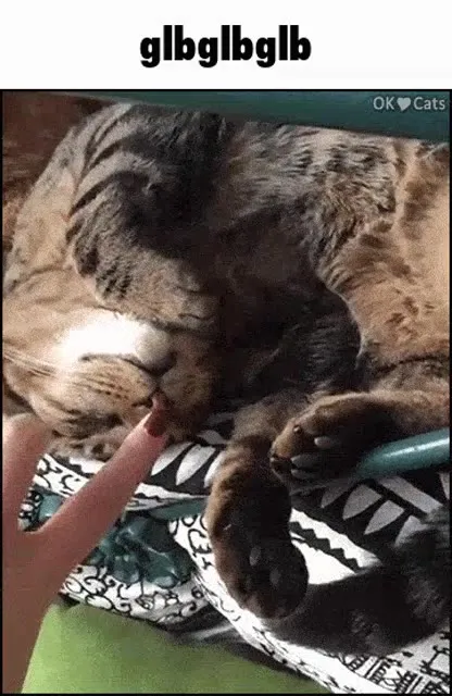 Коты glbglbglb
