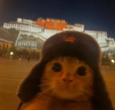 Кот в ушанке ночью