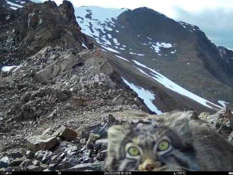 Кот на вершине горы