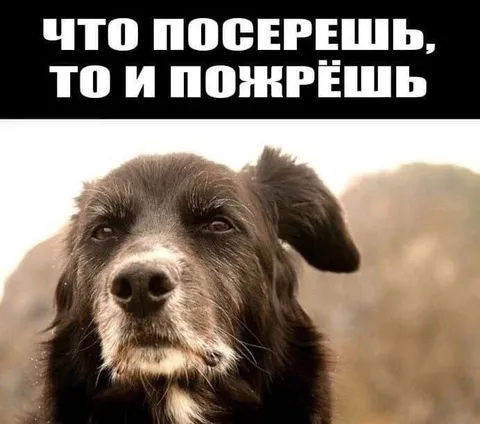 Что посереешь, то и пожрёшь