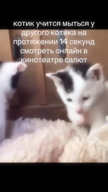 Котик учится мыться у другого котика