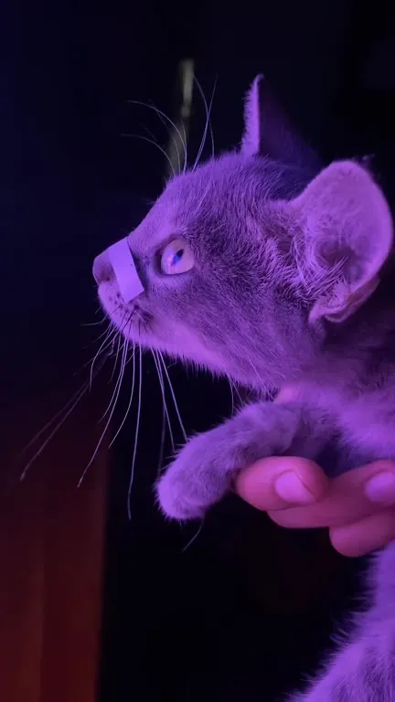 Кот смотрит на синеволосую девушку
