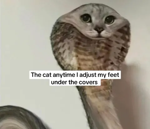 Cat Under the Covers