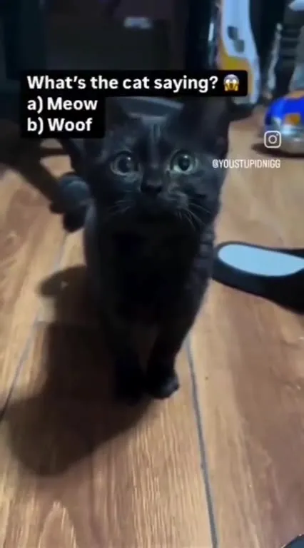What’s the Cat Saying?