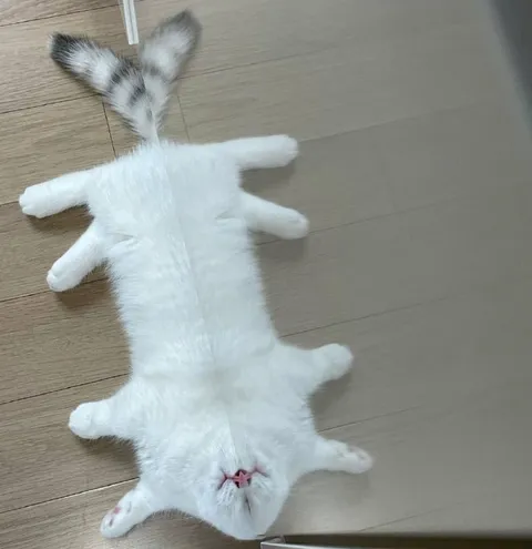 Кот совсем не боится