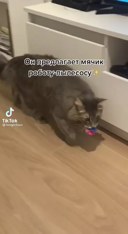 Кот предлагает мячик роботу-пылесосу
