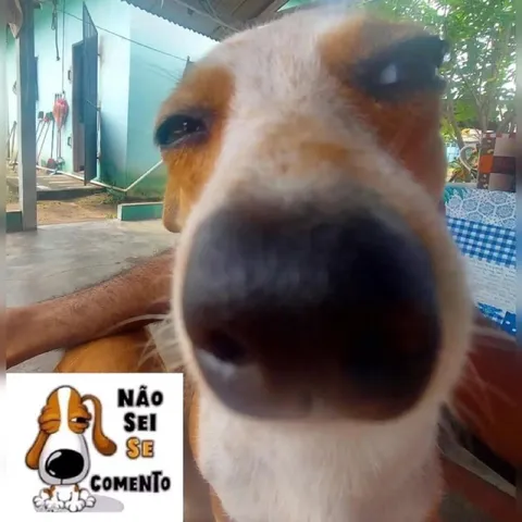 Cachorro não sei se comento