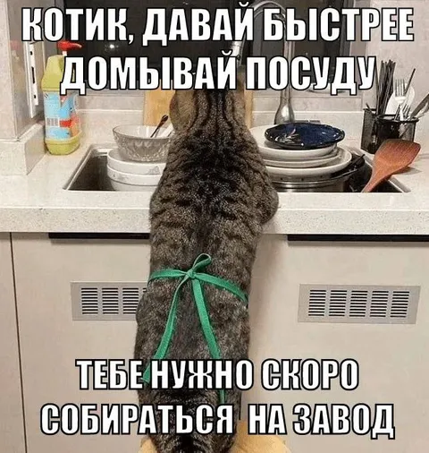 Котик, давай быстрее мой посуду