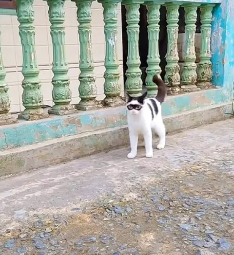 Кот в маске у балюстрады
