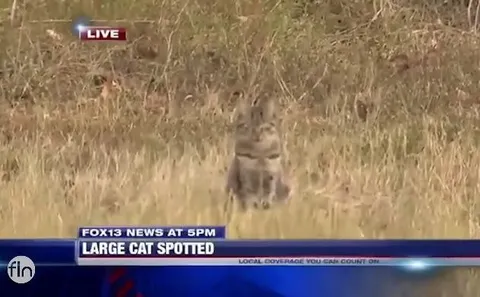 Large Cat Spotted on Live News
