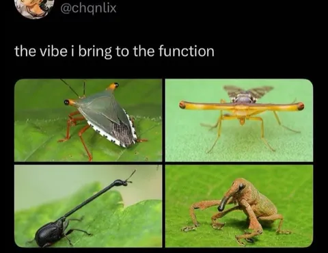 The Vibe I Bring to the Function