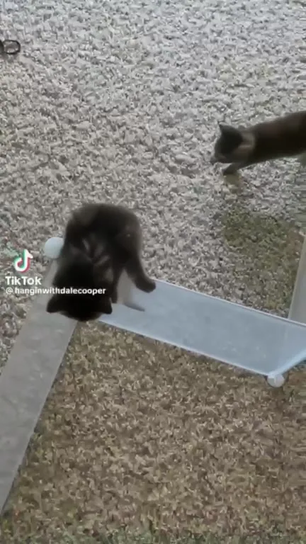 Котята проходят полосу препятствий