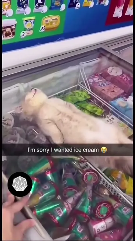 Cat Wants Ice Cream