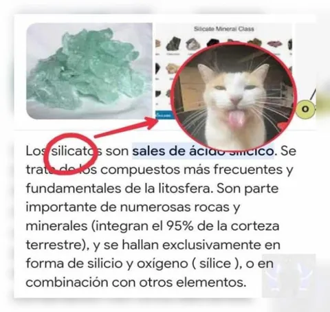 Gato confundido con silicatos