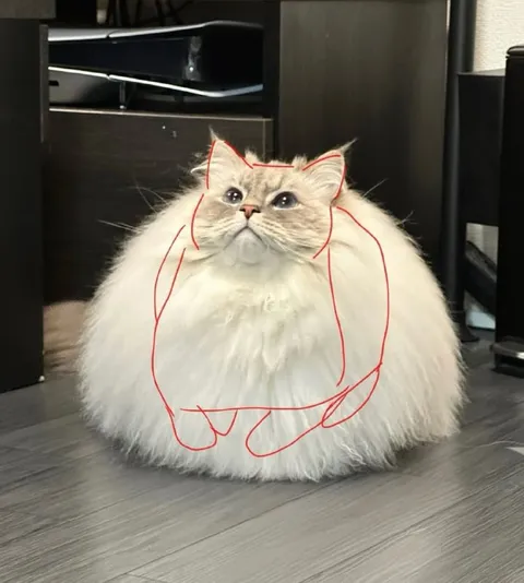 Кот, нарисованный поверх кота