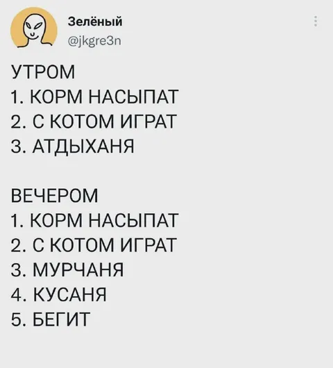 Кот утром и вечером