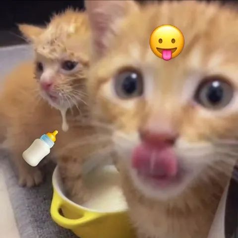Котята с бутылочкой
