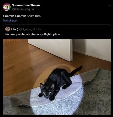 Cat Has Spotlight Mode