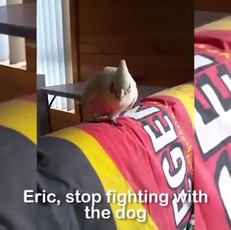 Parrot Fights the Dog