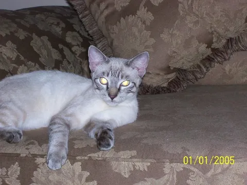 Кот со светящимися глазами