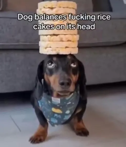 Dog Balances Rice Cakes