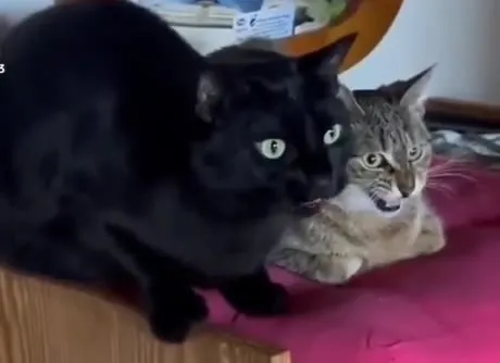 Кот что-то объясняет