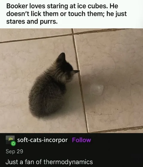 Cat Fan of Thermodynamics