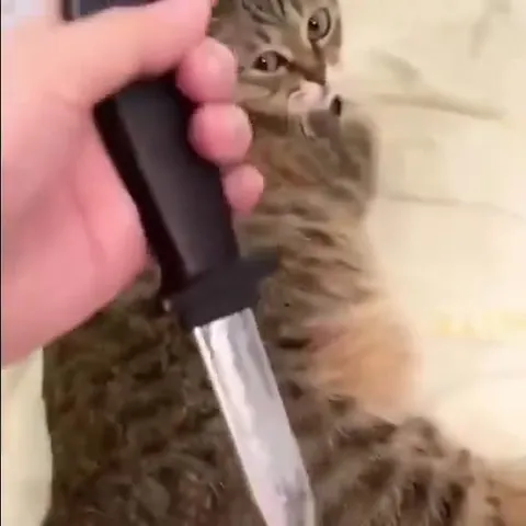 Cat Takes a Critical Hit