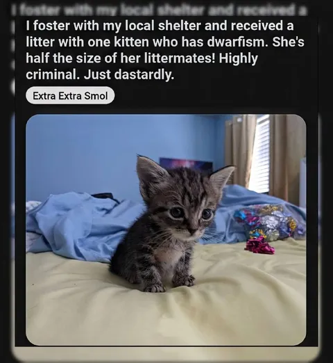 Extra Extra Smol Kitten