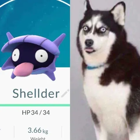 Shellder Looks Like a Husky