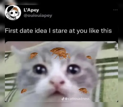 First Date Staring Cat