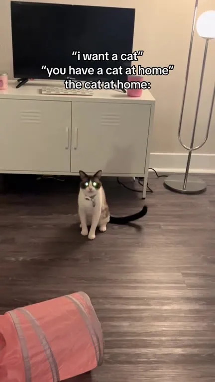 The Cat at Home