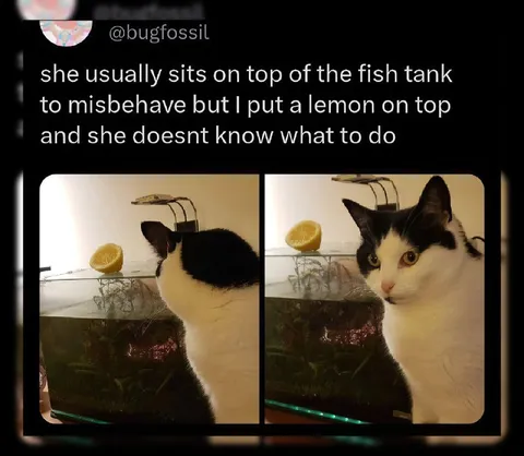 Cat Confused by Lemon