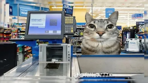 Cat Working Walmart Checkout
