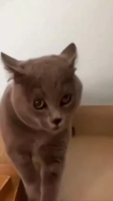 Fake vs Reality Screaming Cat