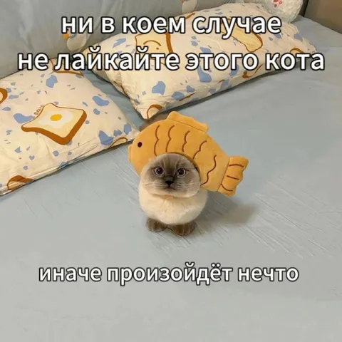 Не лайкайте этого кота