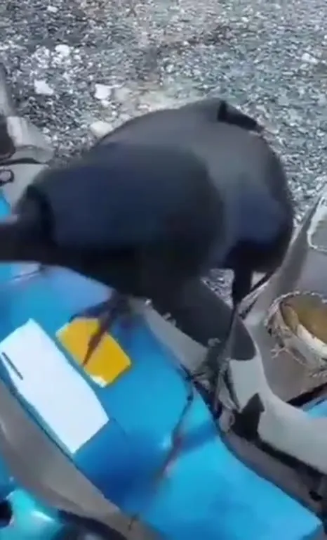 Собака кричит от поглаживания