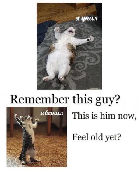 Remember This Guy Cat