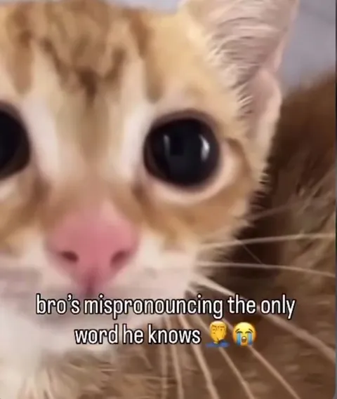 Cat Mispronounces His Only Word